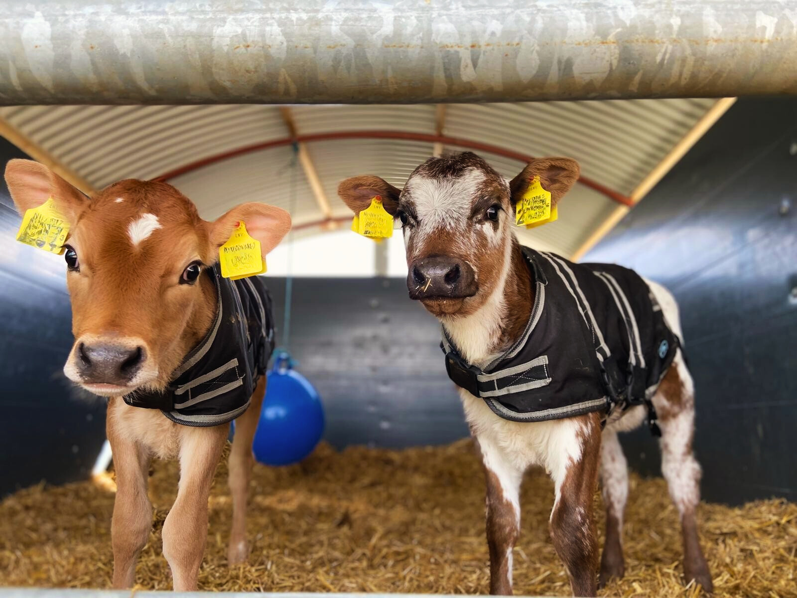 596635c8-173e-4820-8ce9-ad8d24cd25ec